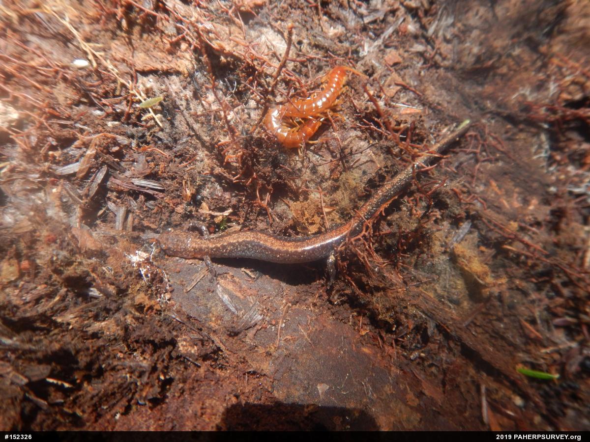 Eastern Red-backed  Salamander