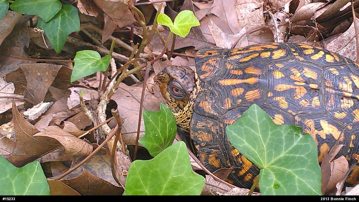Eastern Box Turtle