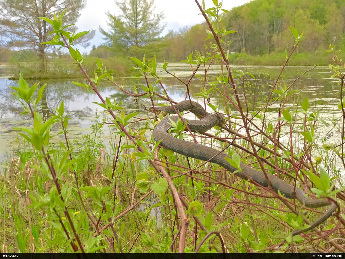 Northern Watersnake