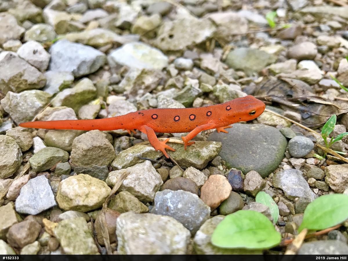 Red-spotted Newt