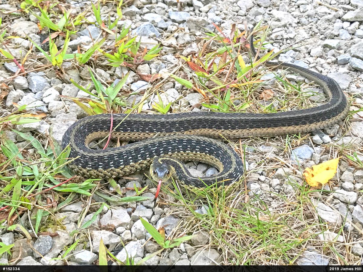 Eastern Gartersnake