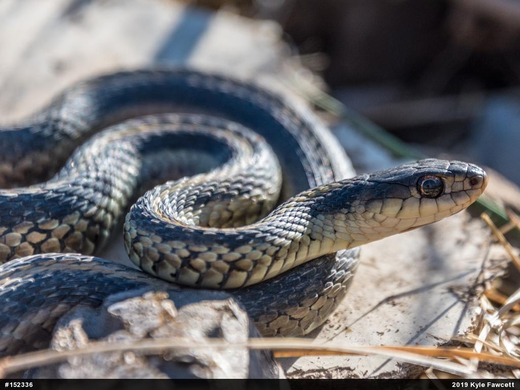 Eastern Gartersnake