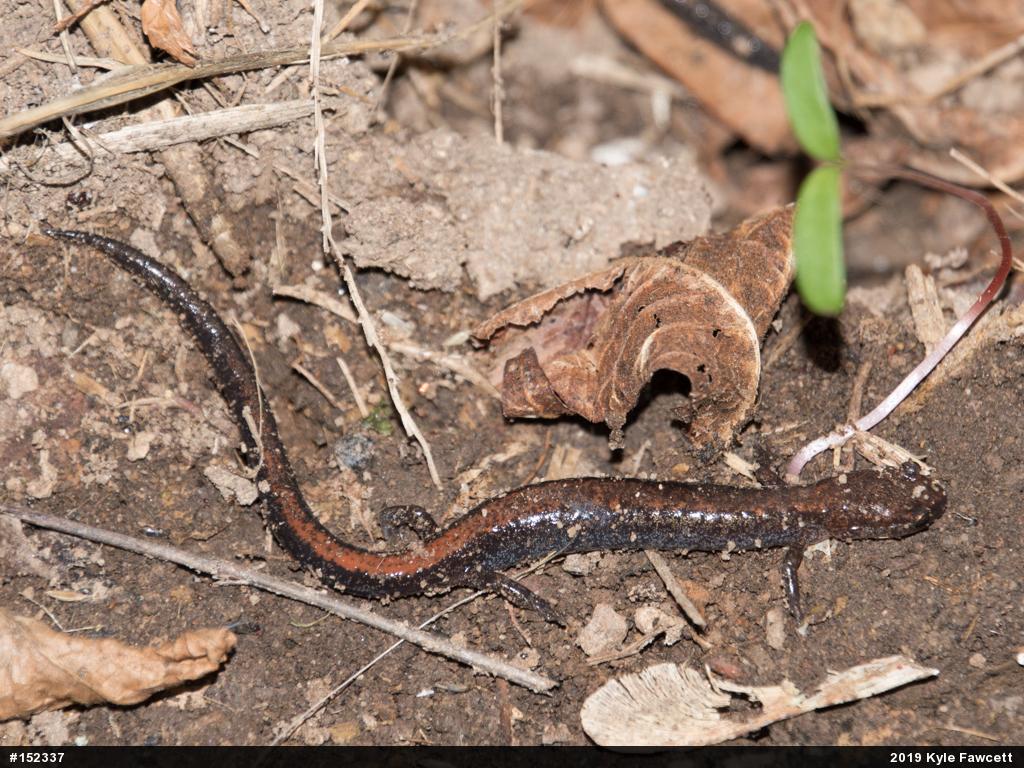 Eastern Red-backed  Salamander