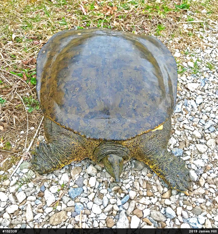 Eastern Spiny Softshell