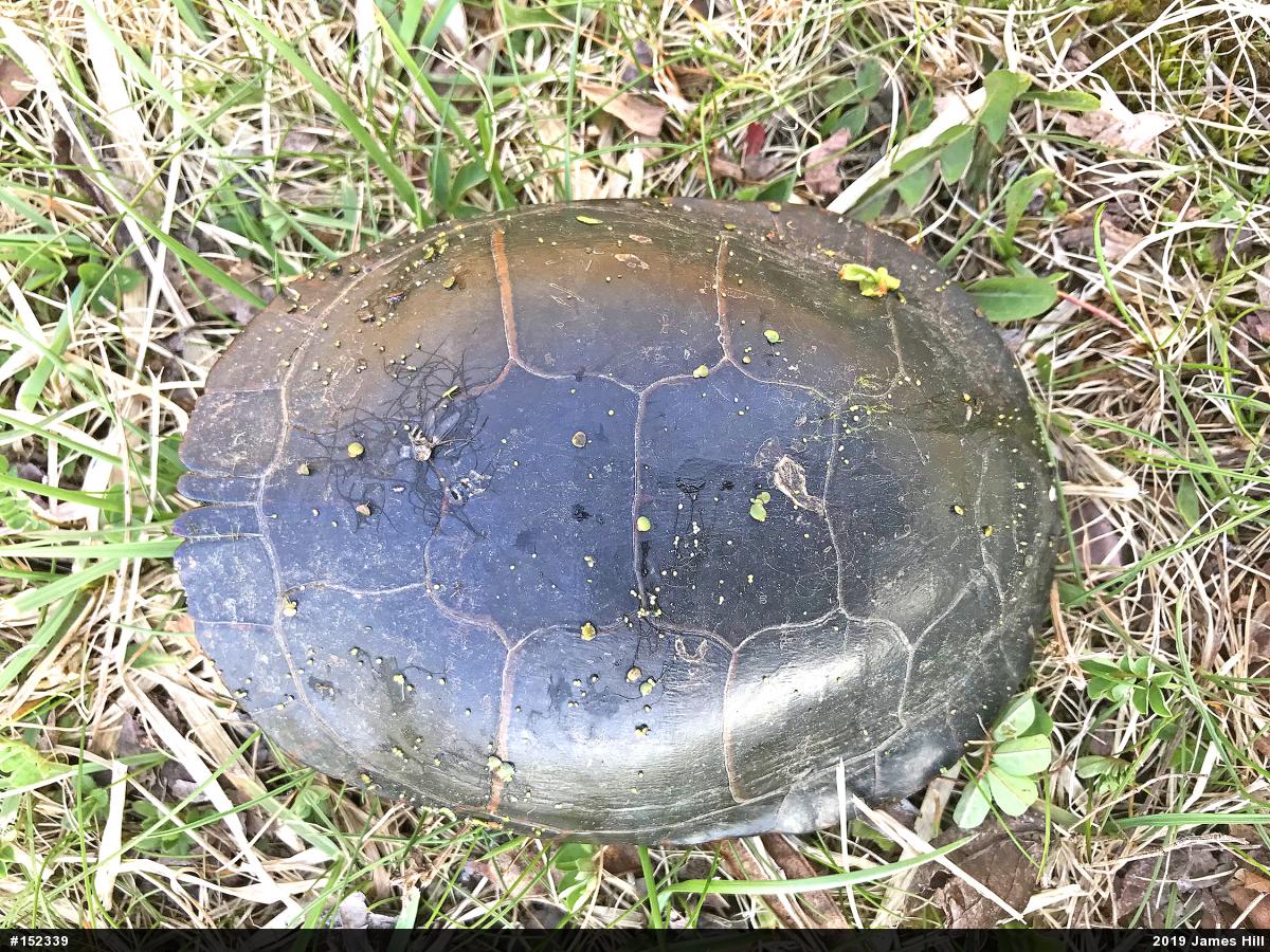 Midland Painted Turtle