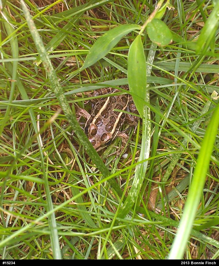 Pickerel Frog