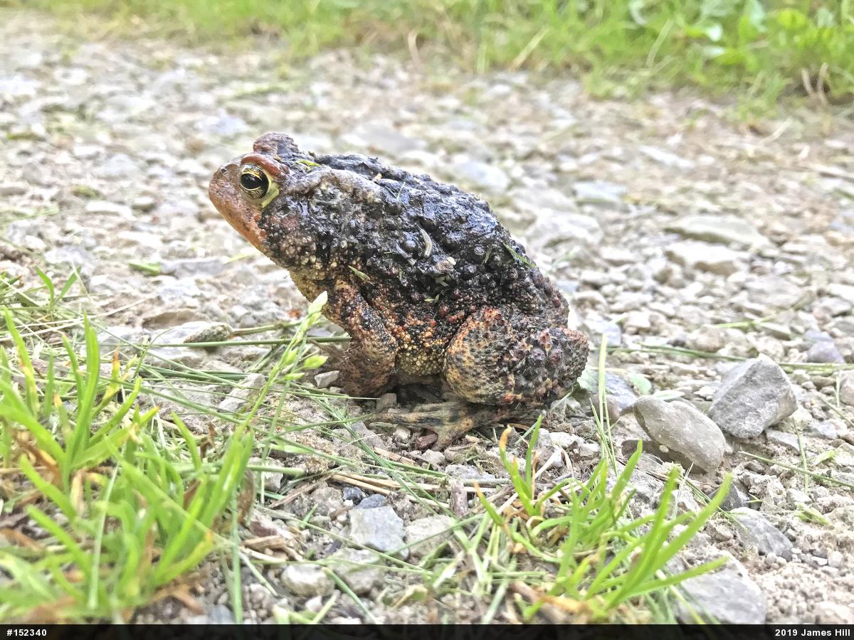 Eastern American Toad