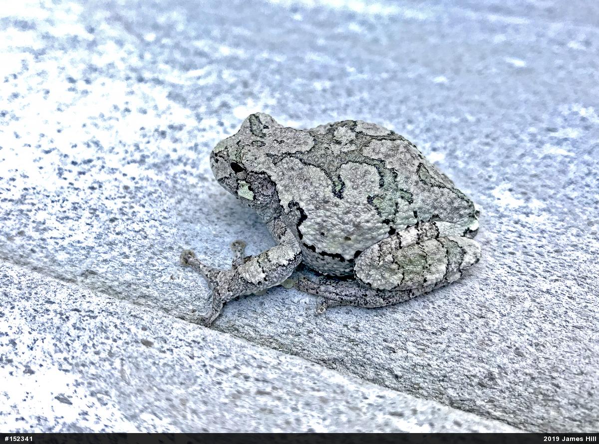 Unknown Gray Treefrog