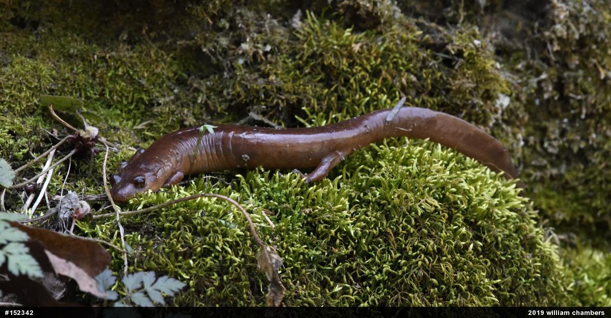 Northern Spring Salamander