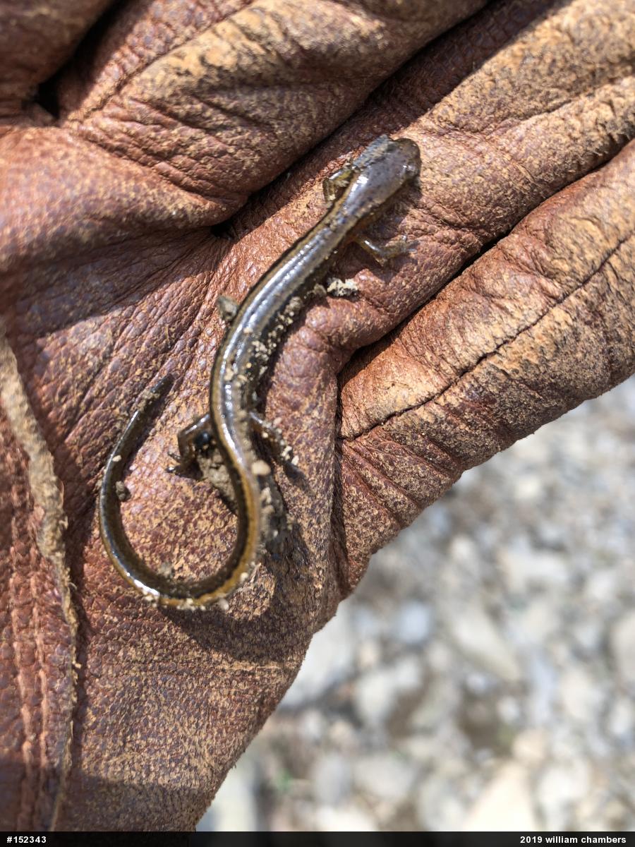 Northern Two-lined Salamander