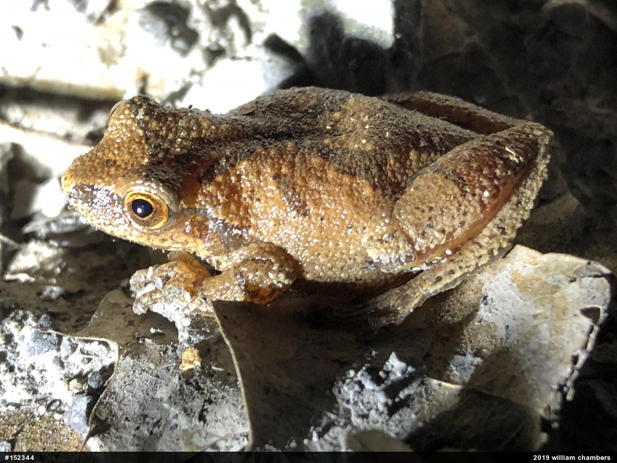 Spring Peeper