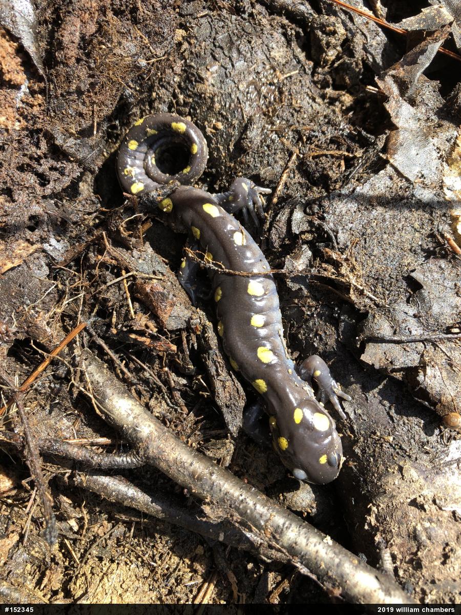 Spotted Salamander