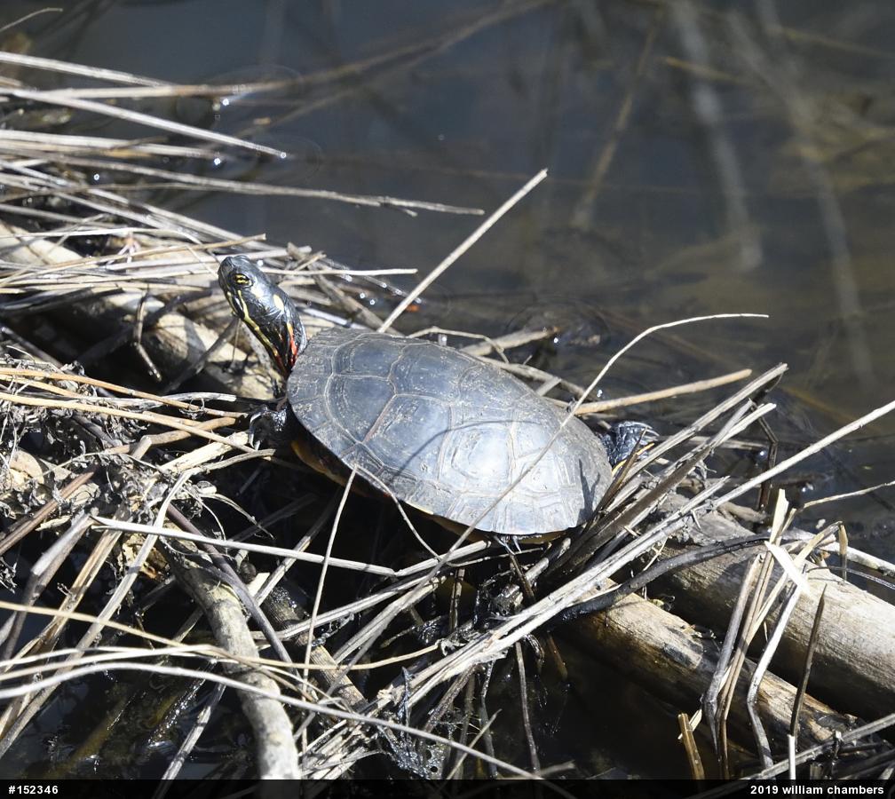 Painted Turtle