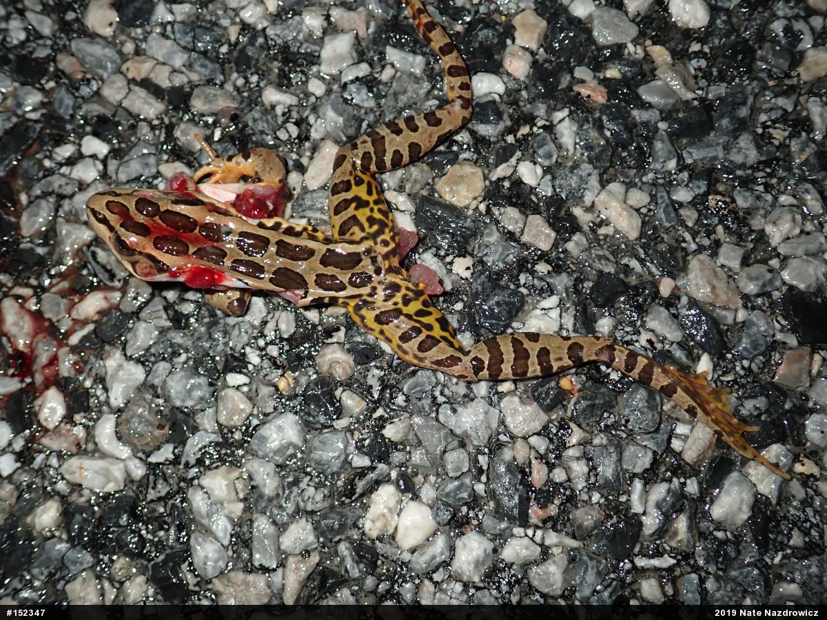 Pickerel Frog