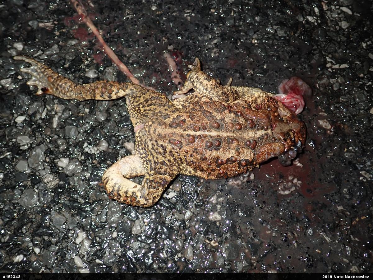Eastern American Toad
