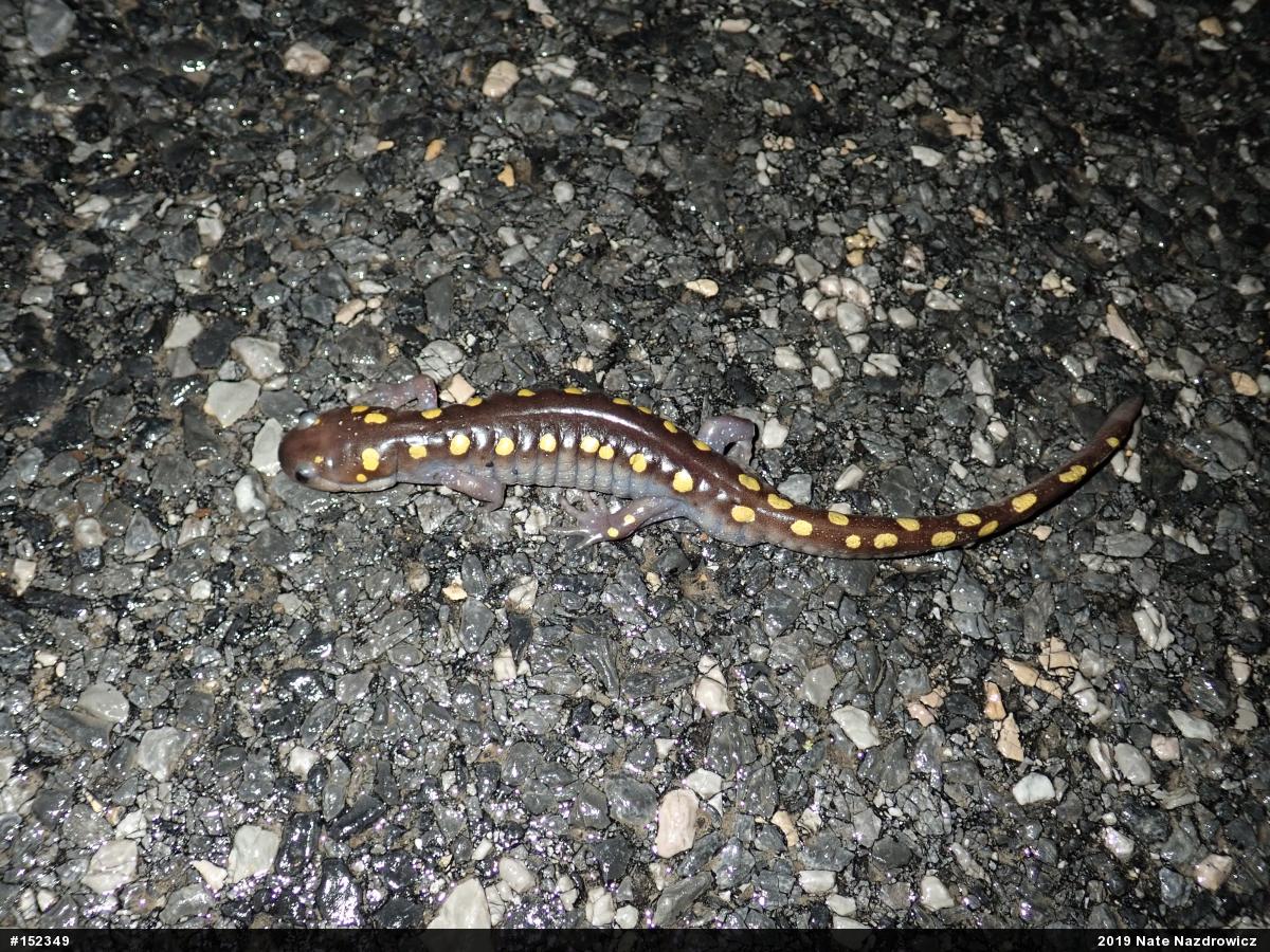 Spotted Salamander