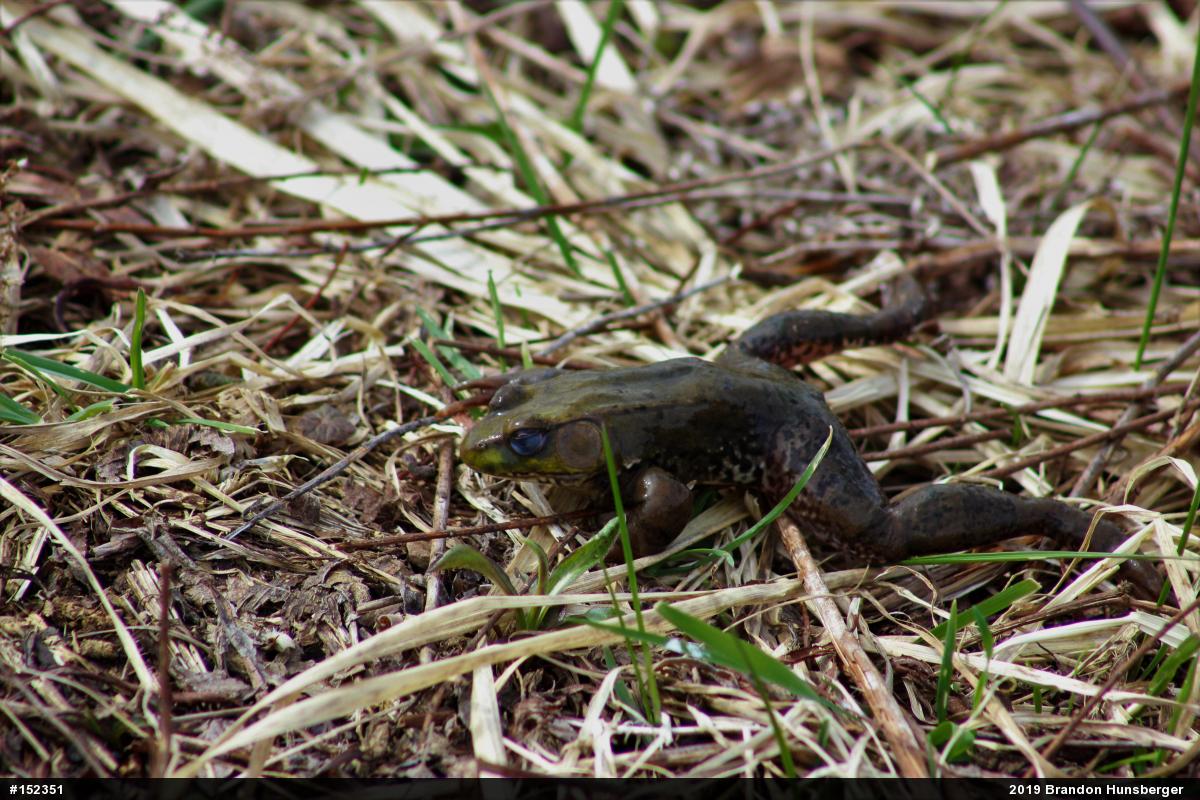 Green Frog