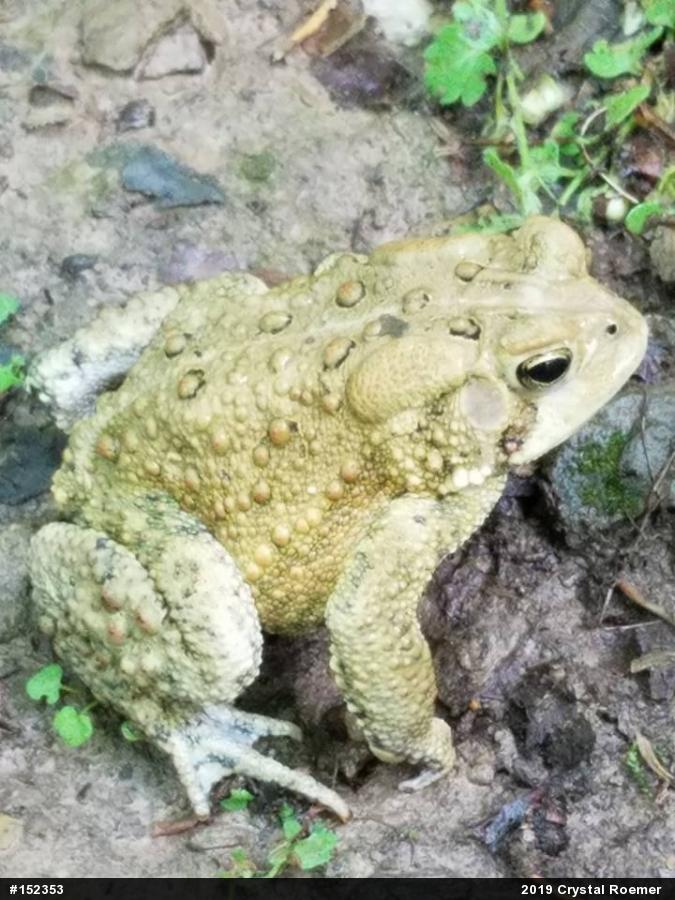 Eastern American Toad