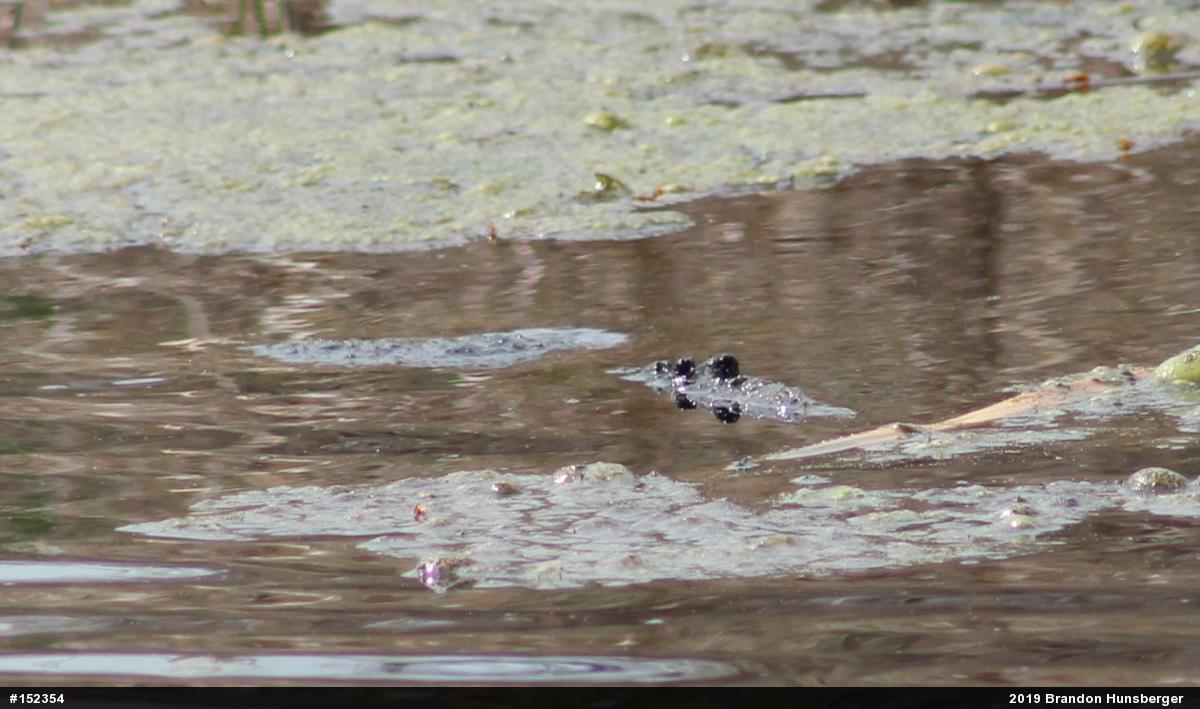 Snapping Turtle