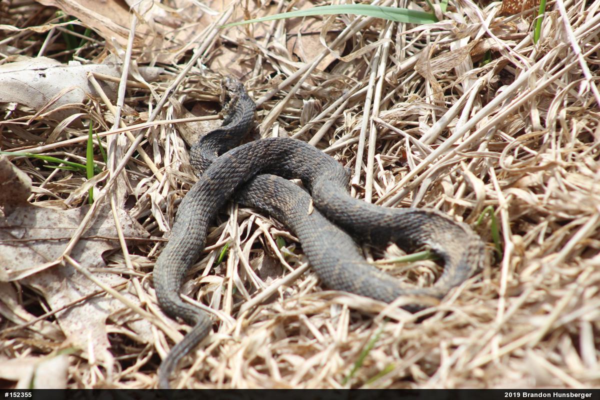 Northern Watersnake