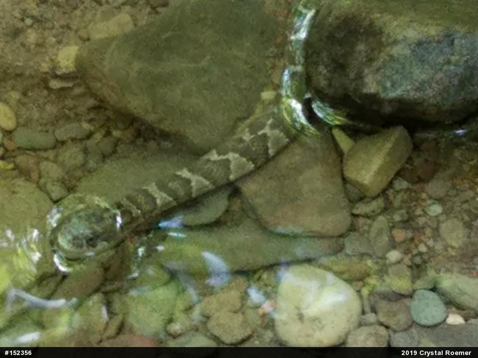 Northern Watersnake