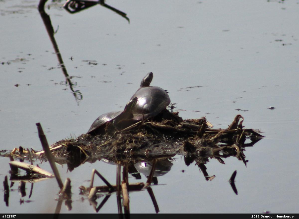 Midland Painted Turtle