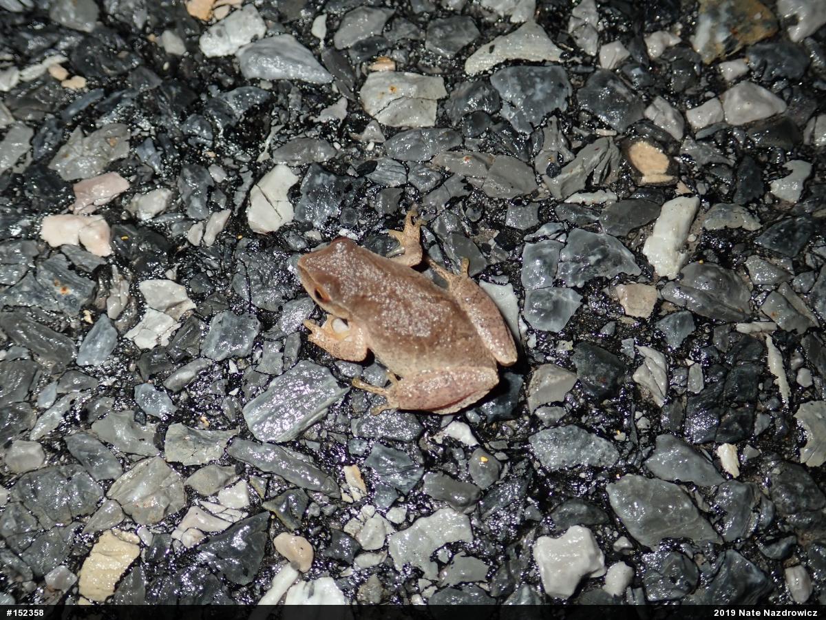Spring Peeper