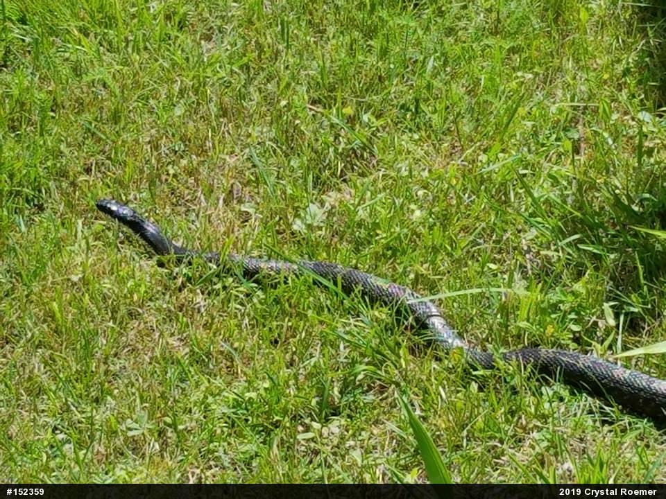 Eastern Ratsnake