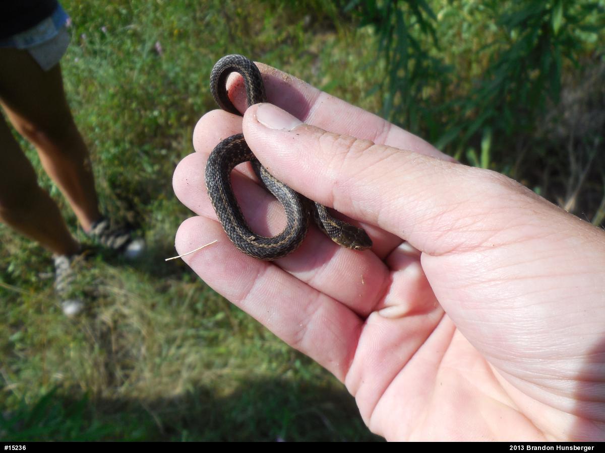 Eastern Gartersnake