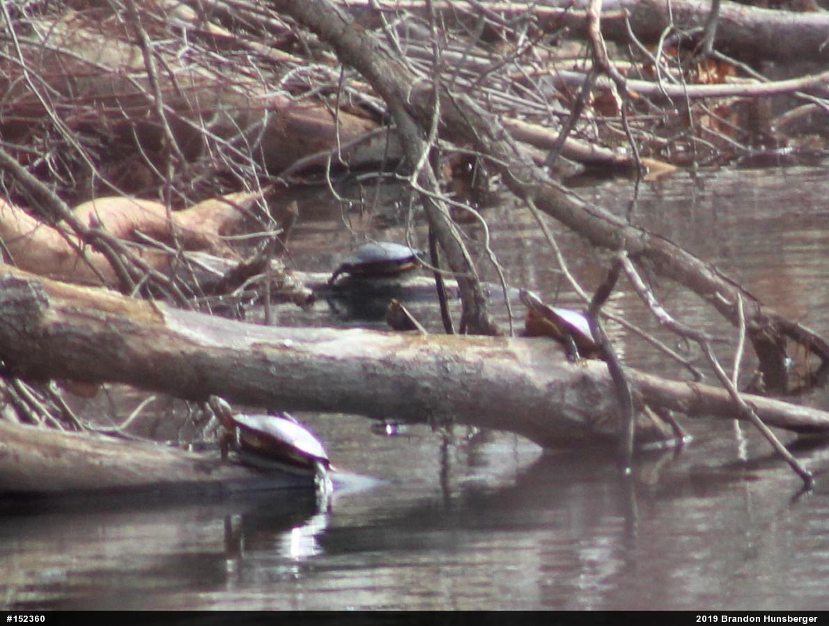 Painted Turtle