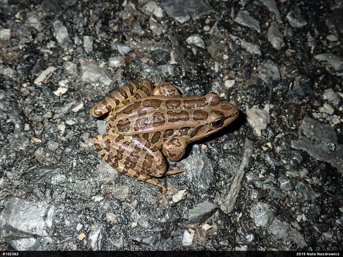 Pickerel Frog