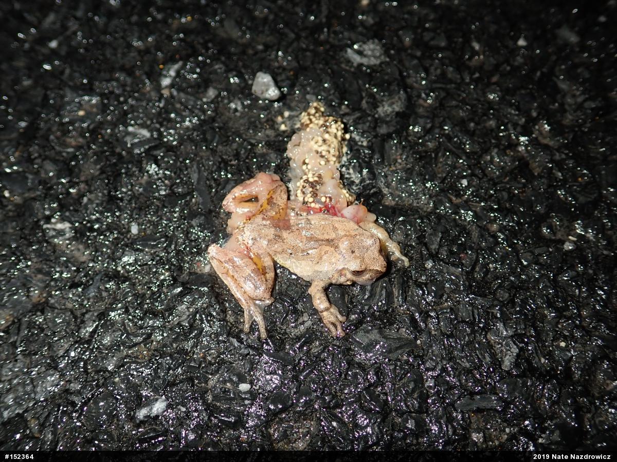 Spring Peeper