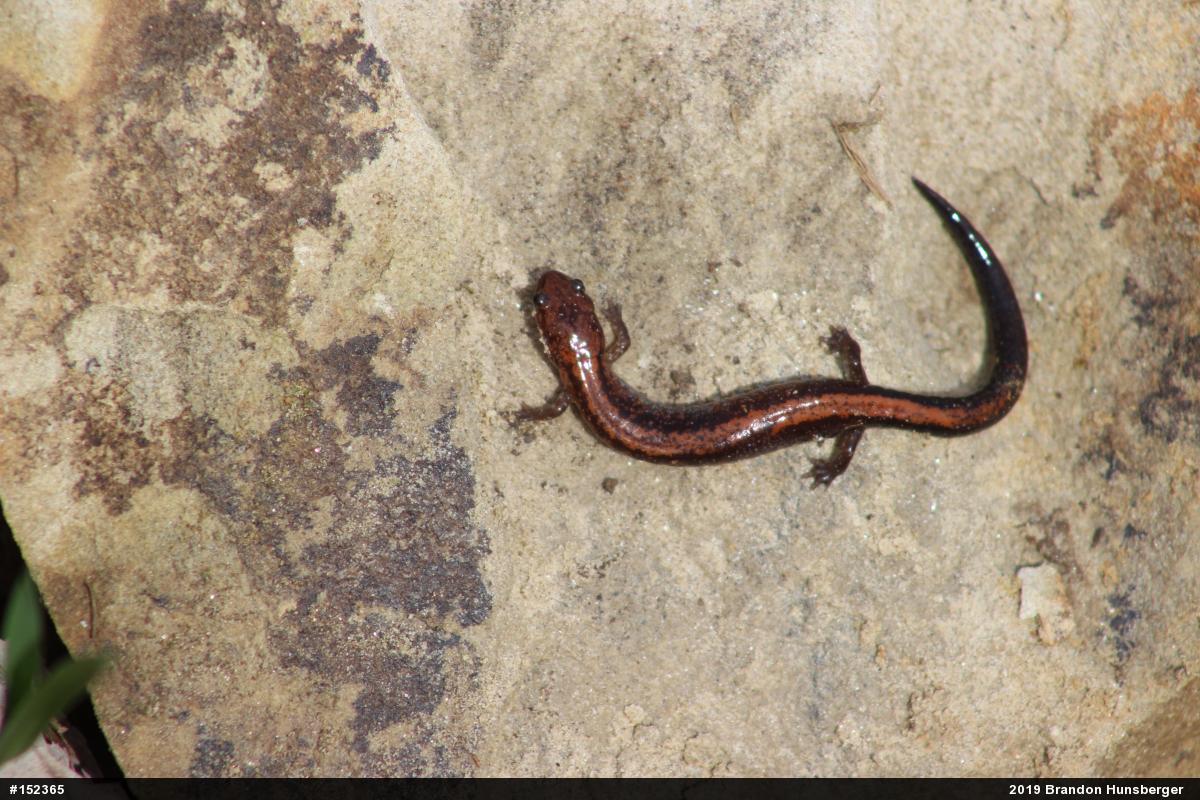 Eastern Red-backed  Salamander
