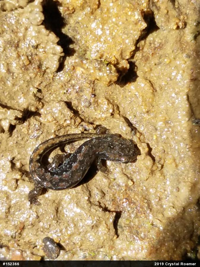 Northern Dusky Salamander