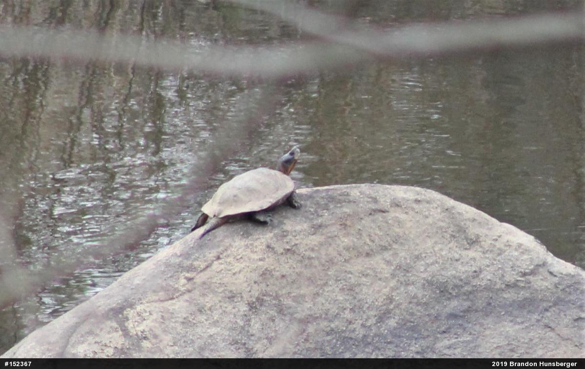 Wood Turtle