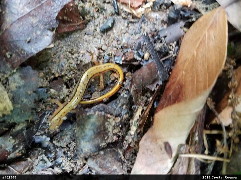 Northern Two-lined Salamander