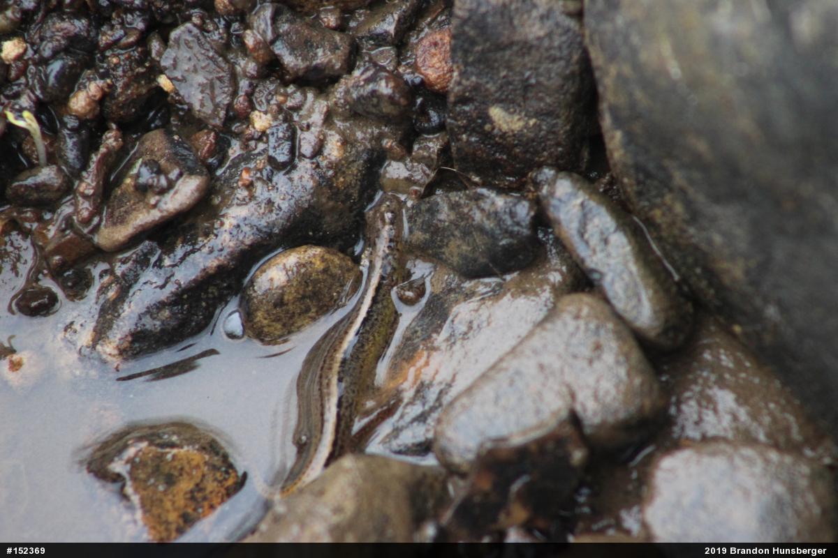 Northern Two-lined Salamander