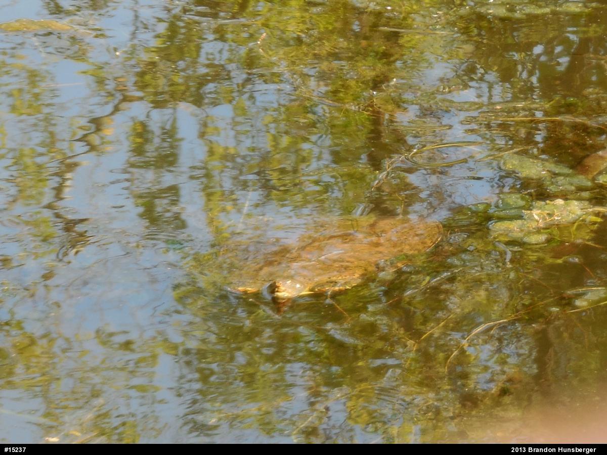 Eastern Spiny Softshell