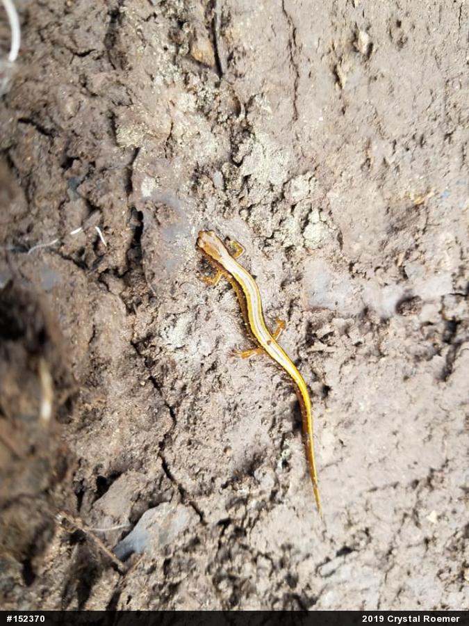 Northern Two-lined Salamander