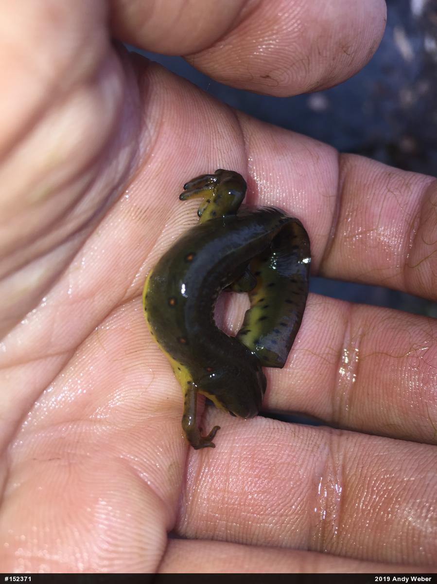 Red-spotted Newt