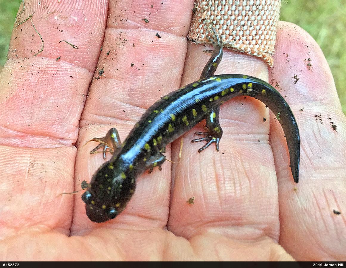 Spotted Salamander