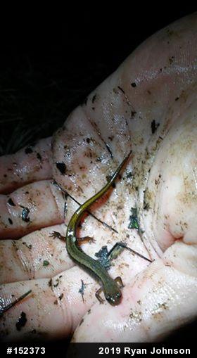 Northern Two-lined Salamander
