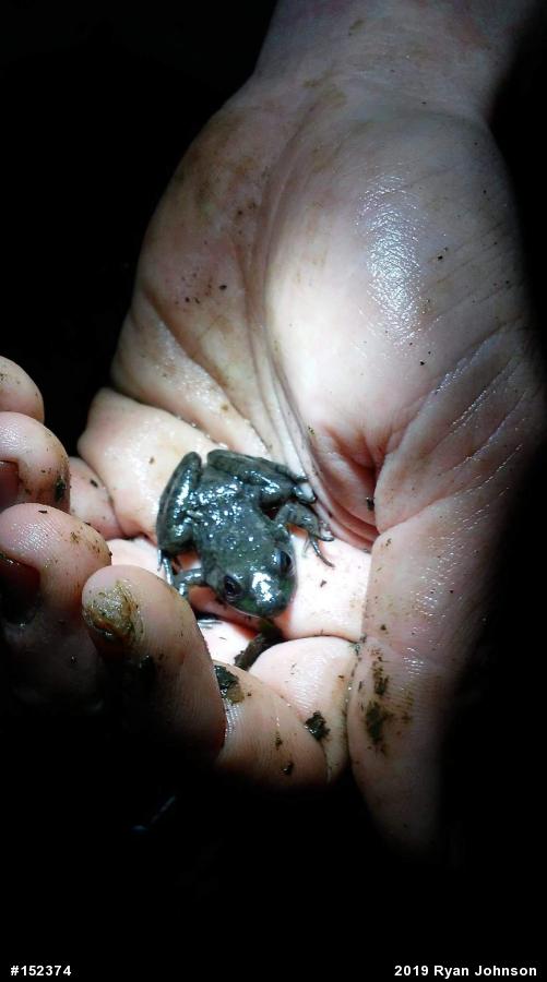 Green Frog