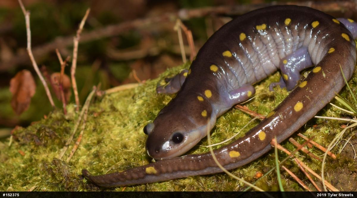 Spotted Salamander