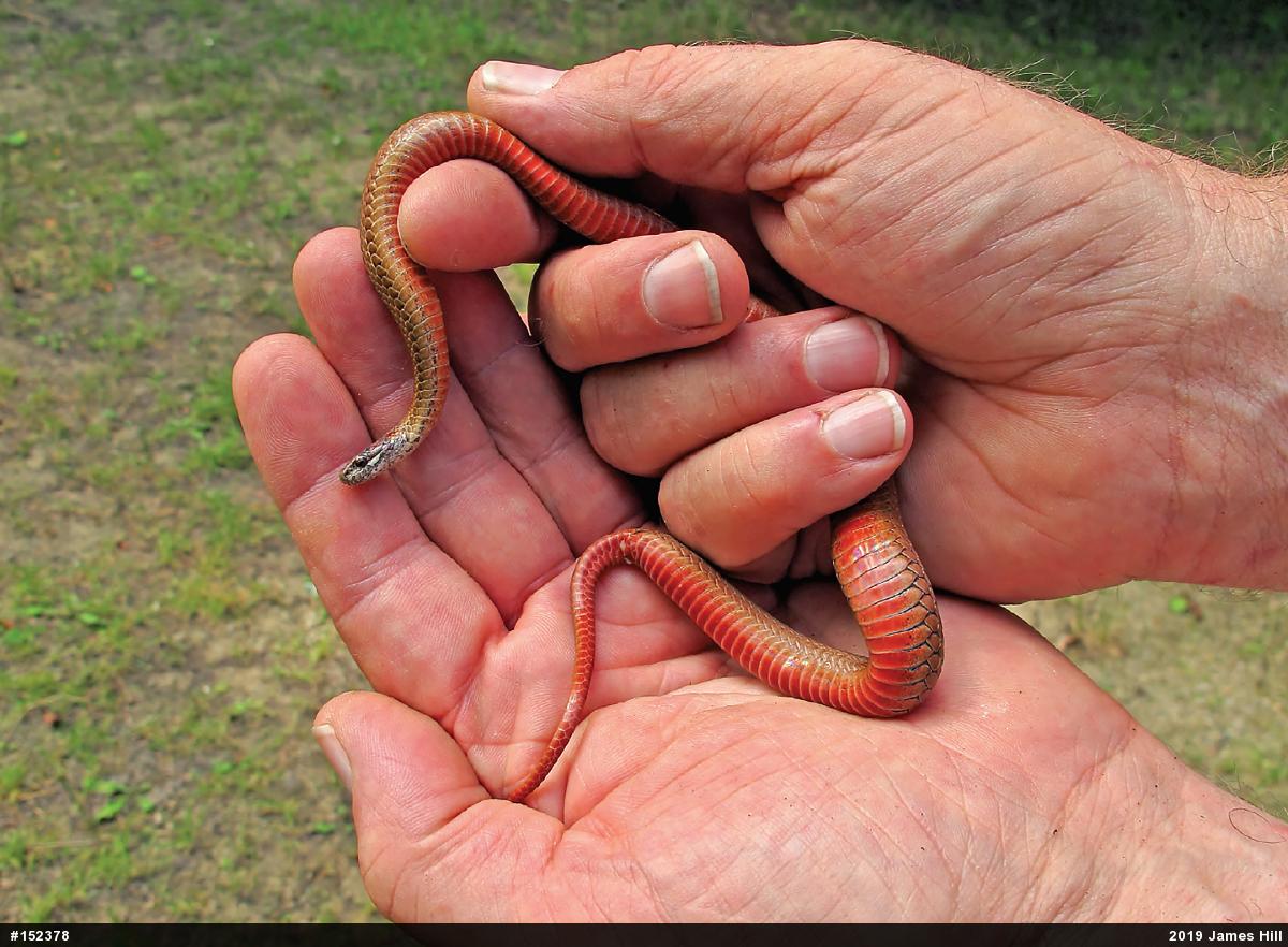 Red-bellied Snake