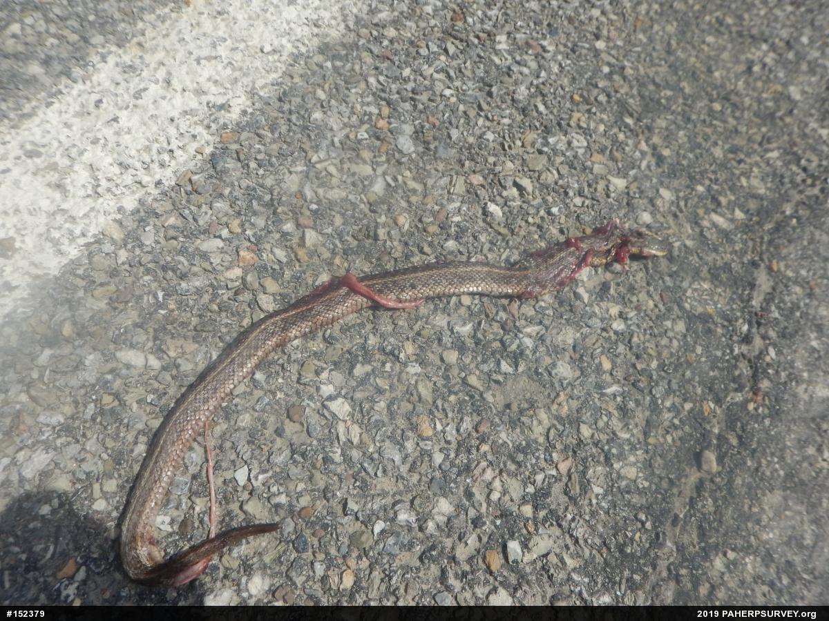 Eastern Gartersnake