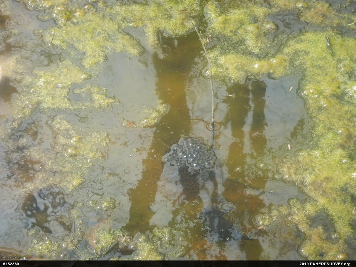 Wood Frog