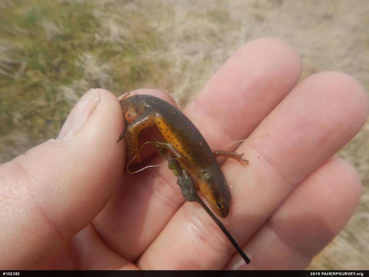 Red-spotted Newt