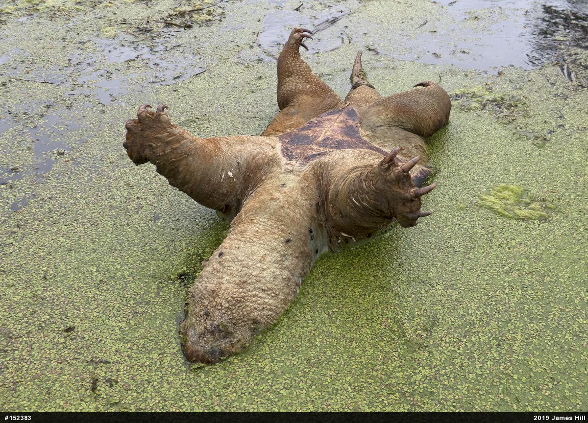 Snapping Turtle