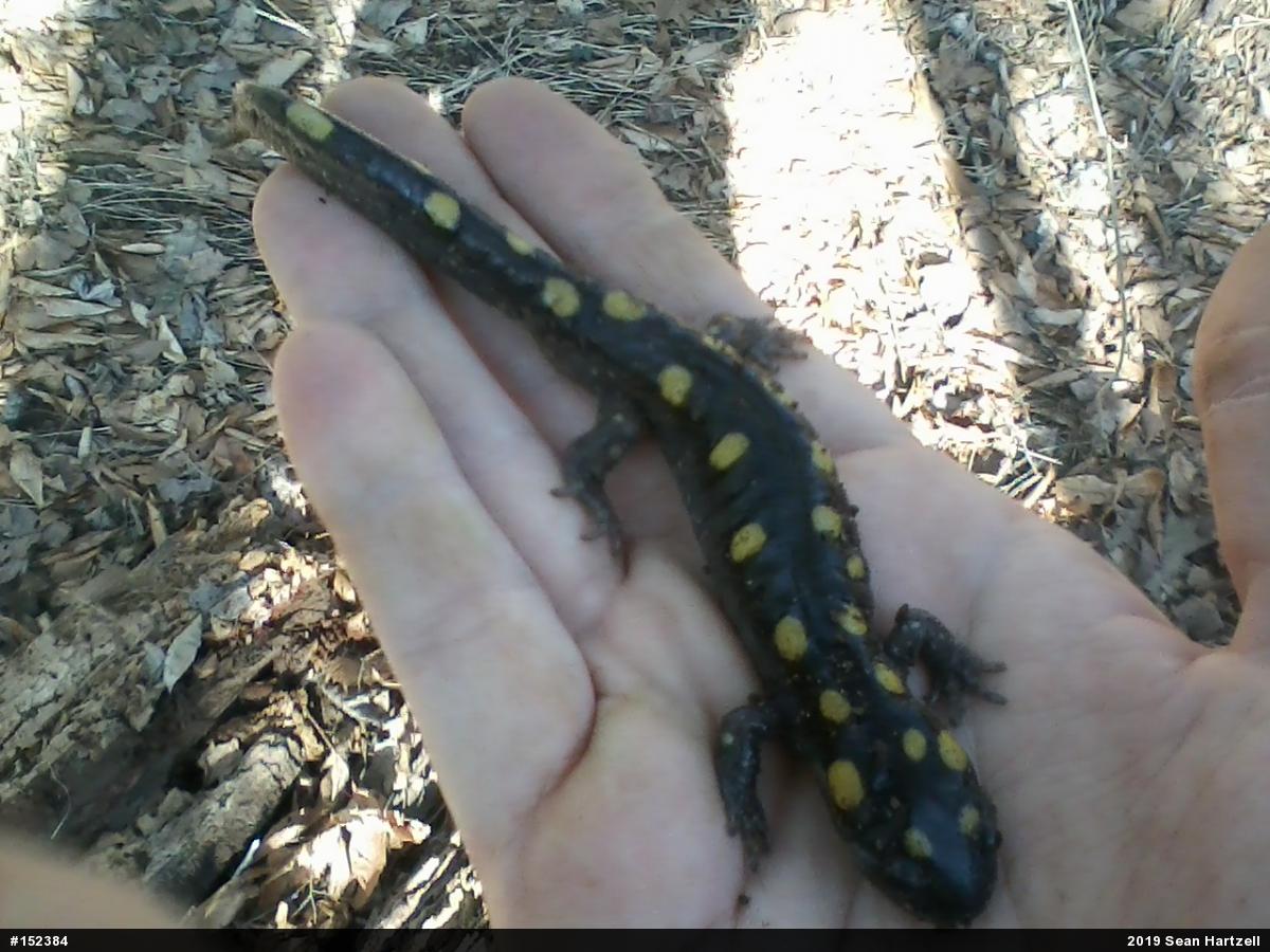 Spotted Salamander